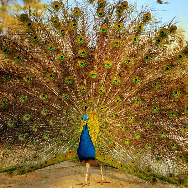 طاووس از دیوید وایت هال