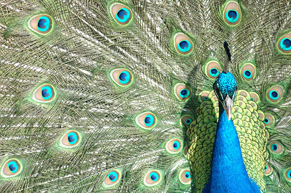 [عکس: Peacock-by-Paul-Friel.jpg]