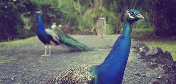 [عکس: peacock-by-Chantel-Beam.jpg]