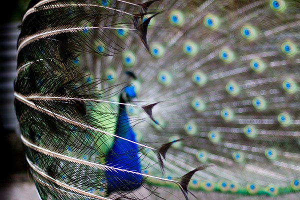 [عکس: peacock-by-Greg-Tee.jpg]