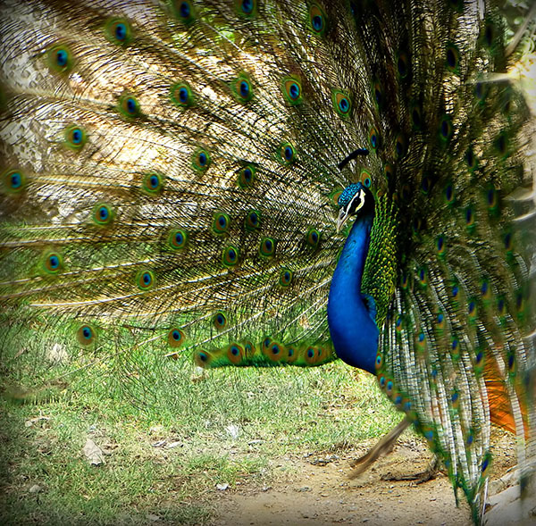 [عکس: peacock-by-Hamed-Saber.jpg]
