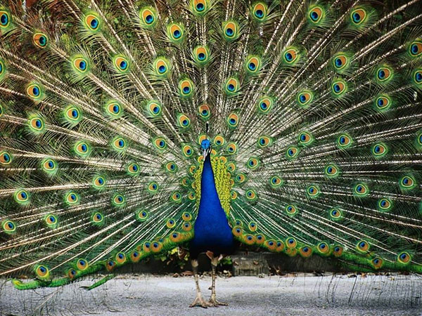 طاووس اثر ایوان تاسیک