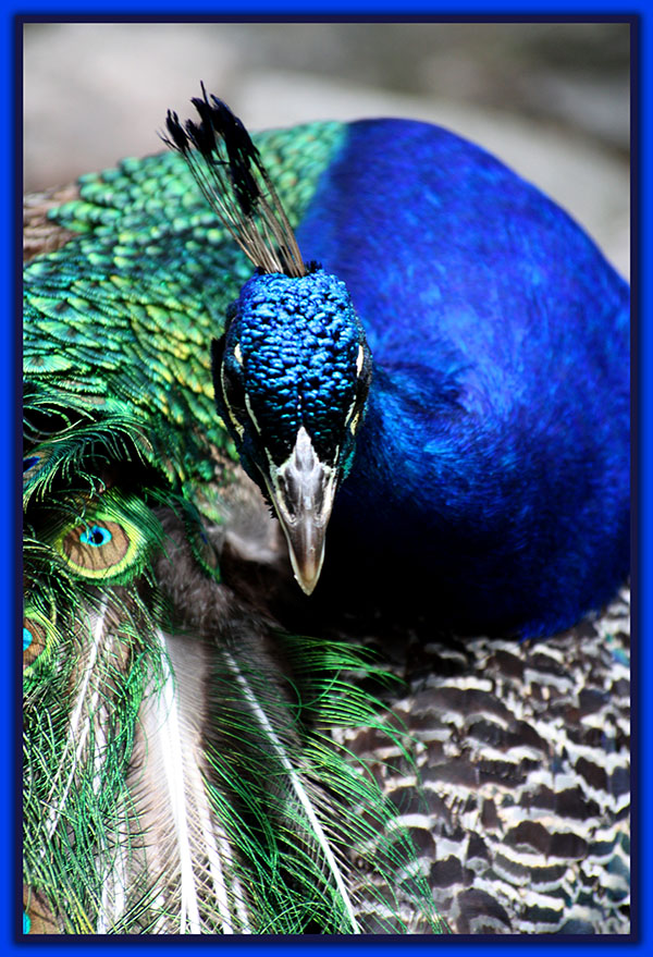 طاووس اثر لدی درگوفنلی