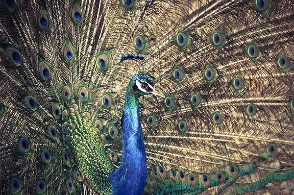 [عکس: peacock-by-Lomoody.jpg]