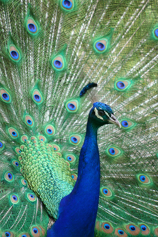 طاووس اثری از لوئیس دوکر