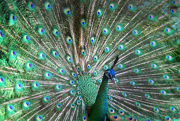 طاووس اثر لوئیس دوکر