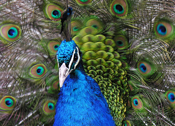 [عکس: peacock-by-Mark-Wheadon.jpg]