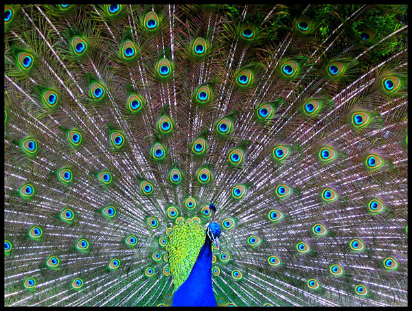 طاووس اثر رابرت گوگری