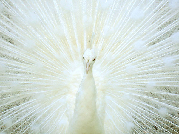 [عکس: peacock-by-Shawn-Rossi.jpg]