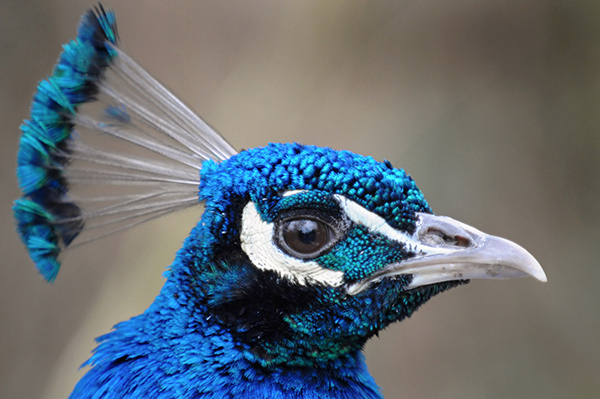 [عکس: peacock-by-Tambako-The-Jaguar.jpg]