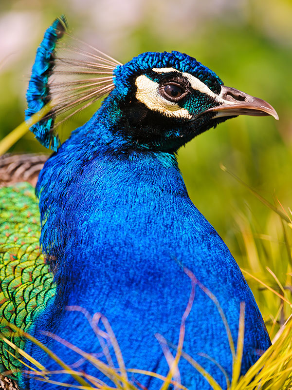 [عکس: peacock-by-Tambako-The-Jaguar1.jpg]