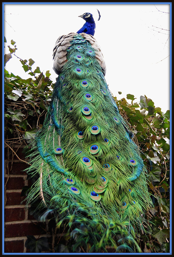 [عکس: peacock-by-Tony-Fischer.jpg]