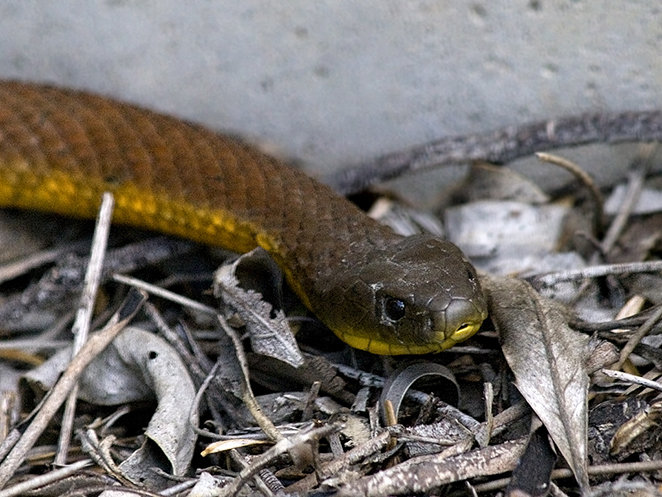مار ببری (Tiger snake ،Notechis scutatus)