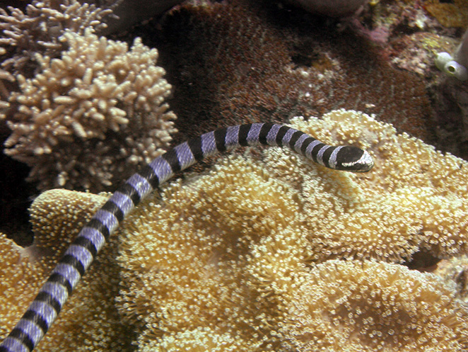 مار دریایی حلقه سیاه(Hydrophis belcheri ،banded sea snake ،Belcher's sea snake )