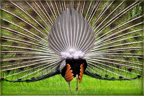 طاووس اثر آنجلا بتل